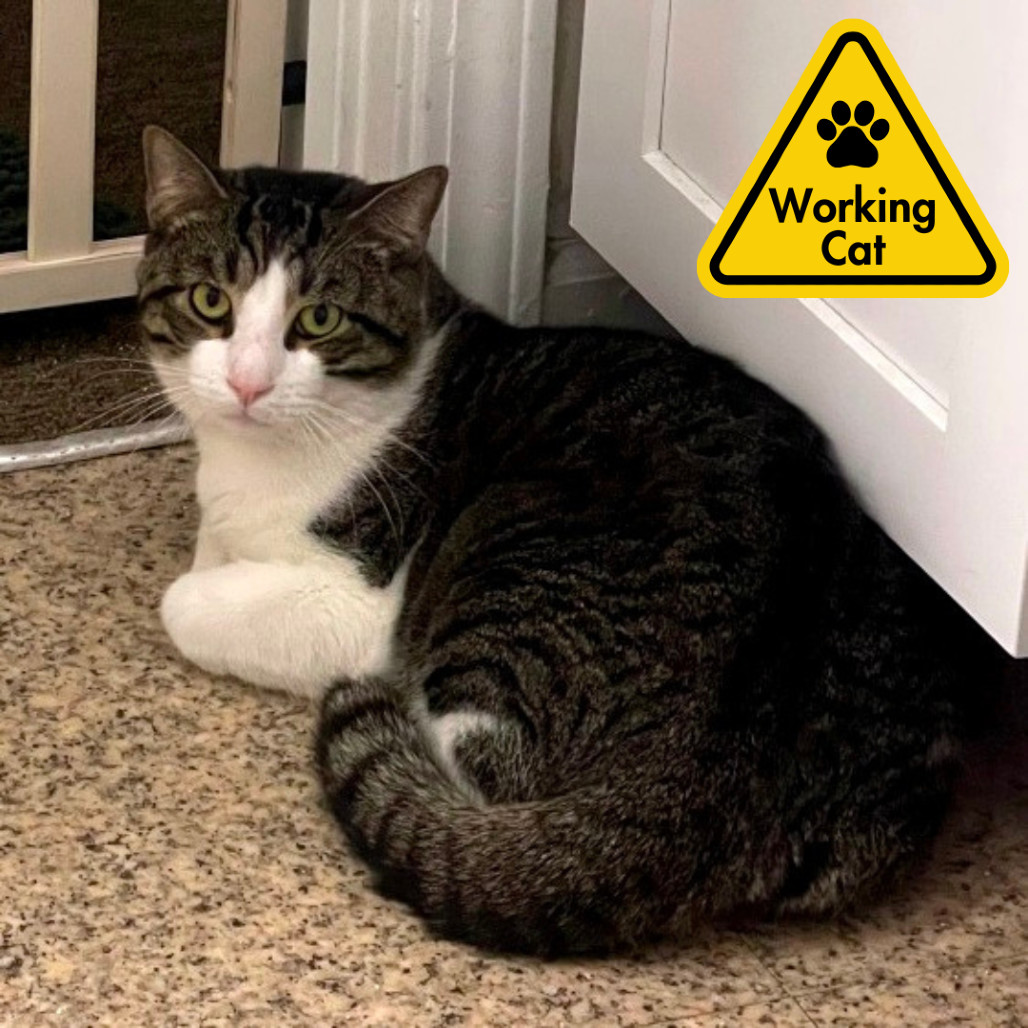 Tangier - Working Cat