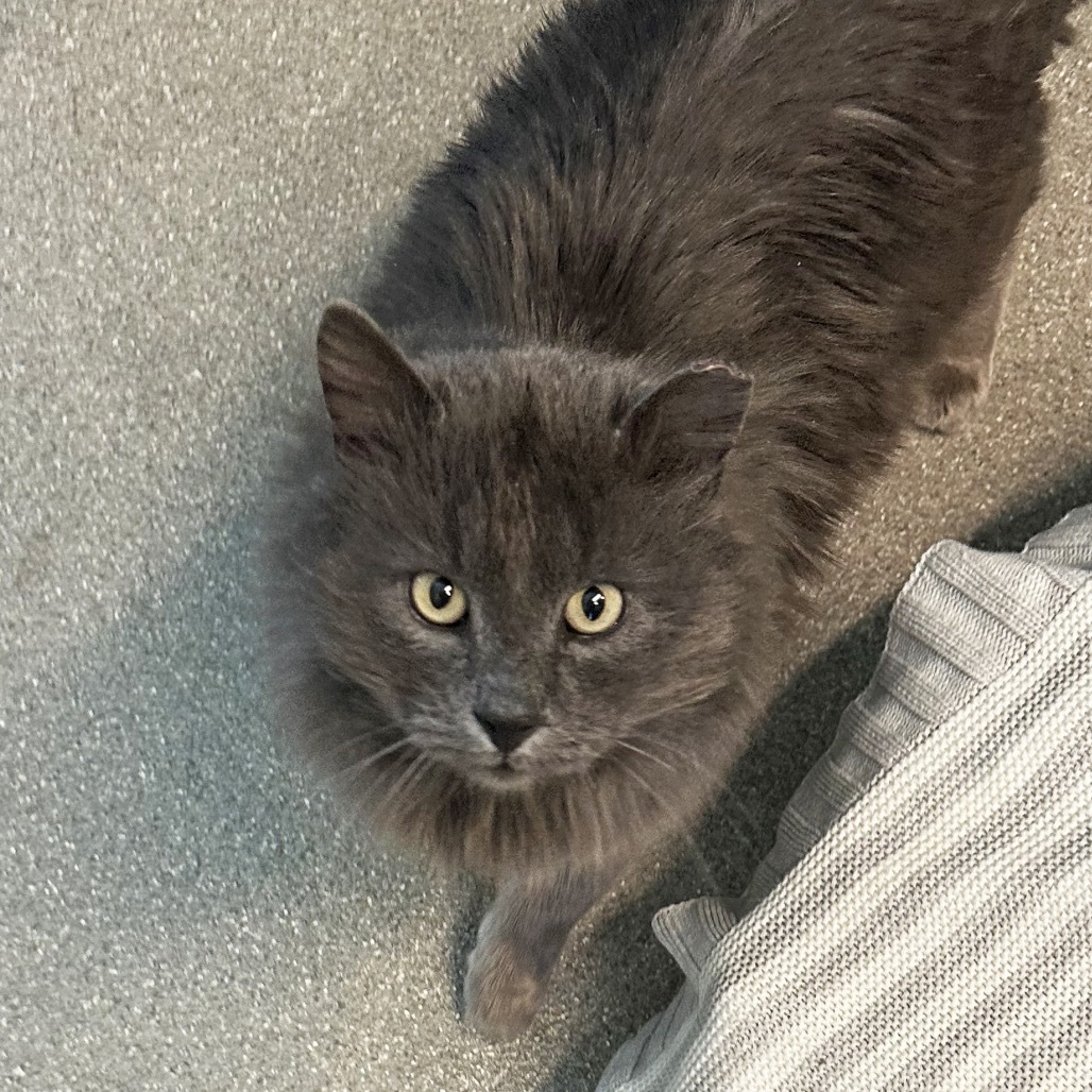 Barkley, an adoptable Domestic Long Hair in Hailey, ID, 83333 | Photo Image 1
