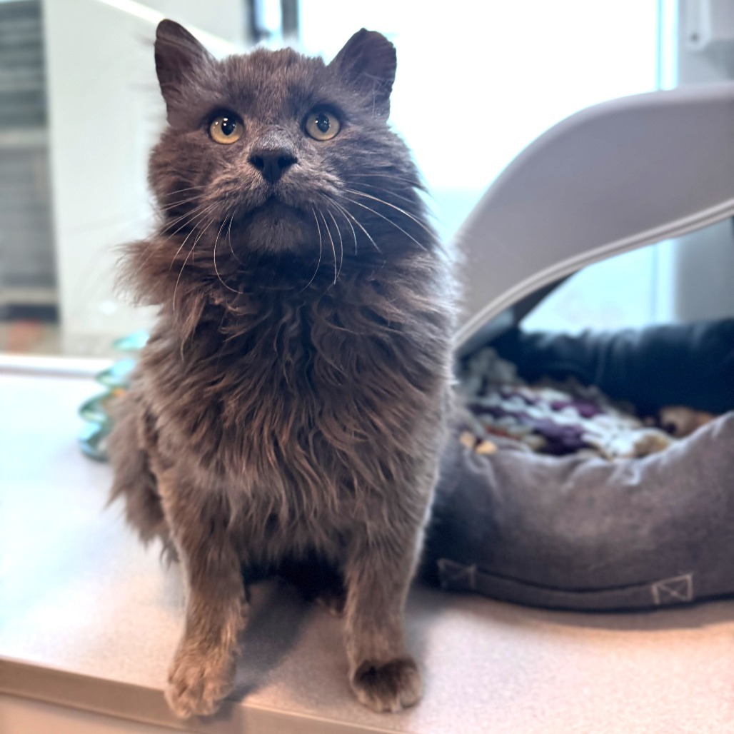 Barkley, an adoptable Domestic Long Hair in Hailey, ID, 83333 | Photo Image 2