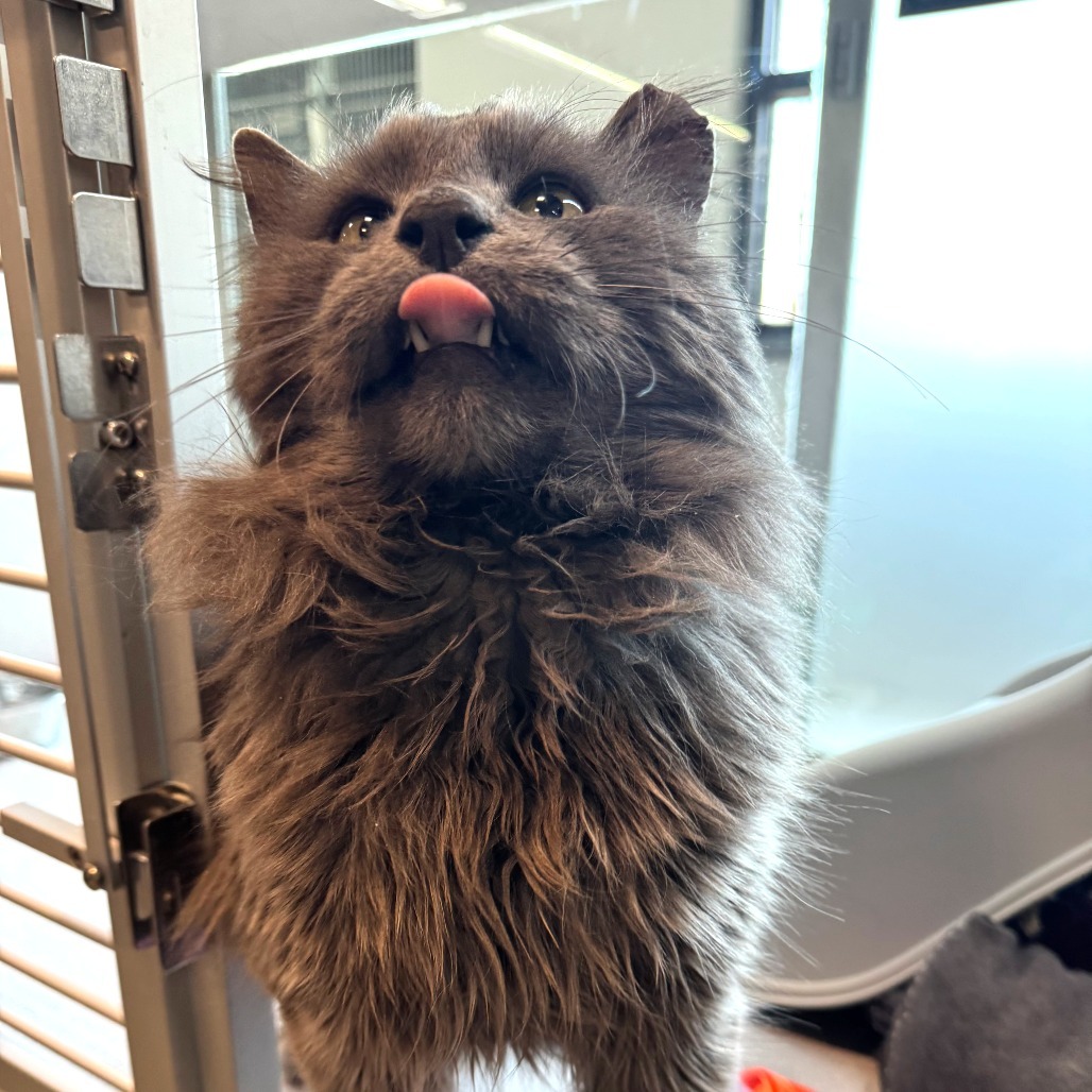 Barkley, an adoptable Domestic Long Hair in Hailey, ID, 83333 | Photo Image 3