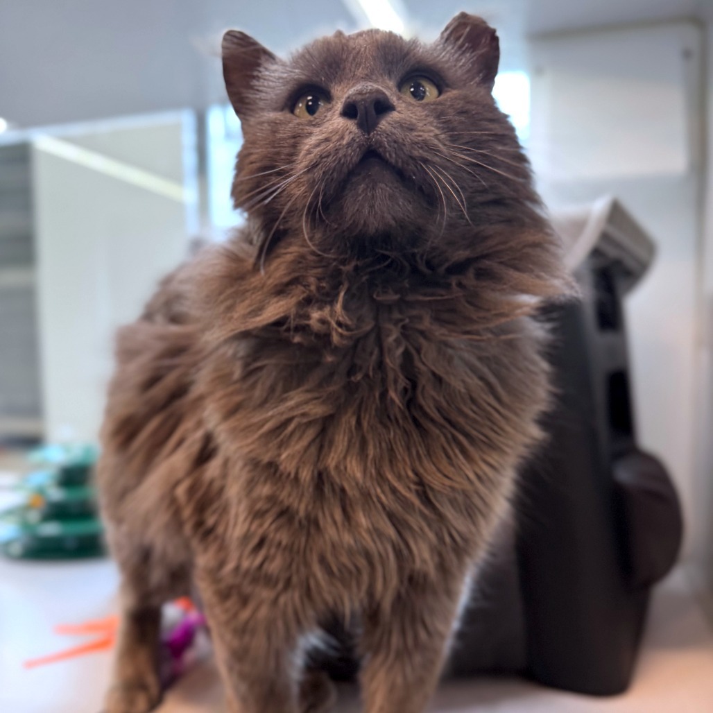 Barkley, an adoptable Domestic Long Hair in Hailey, ID, 83333 | Photo Image 4