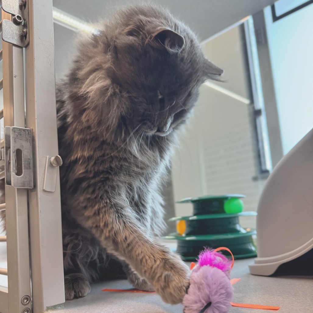 Barkley, an adoptable Domestic Long Hair in Hailey, ID, 83333 | Photo Image 5