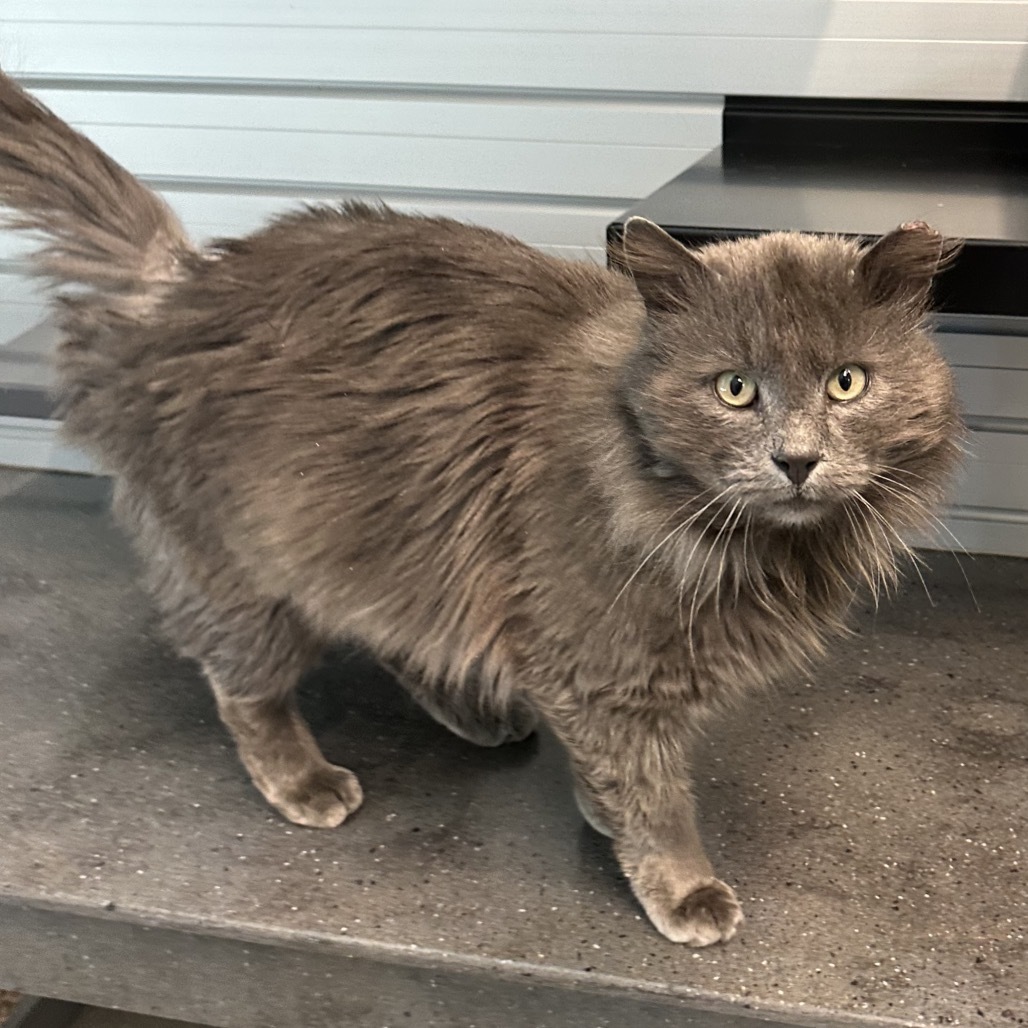 Barkley, an adoptable Domestic Long Hair in Hailey, ID, 83333 | Photo Image 6