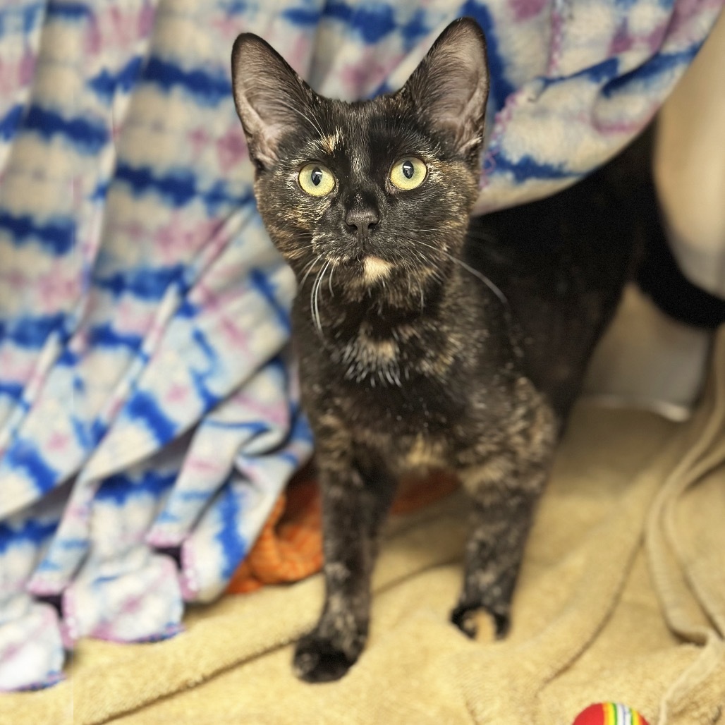Willow, an adoptable Domestic Short Hair in Hailey, ID, 83333 | Photo Image 1