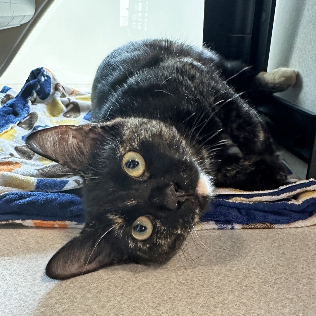 Willow, an adoptable Domestic Short Hair in Hailey, ID, 83333 | Photo Image 2