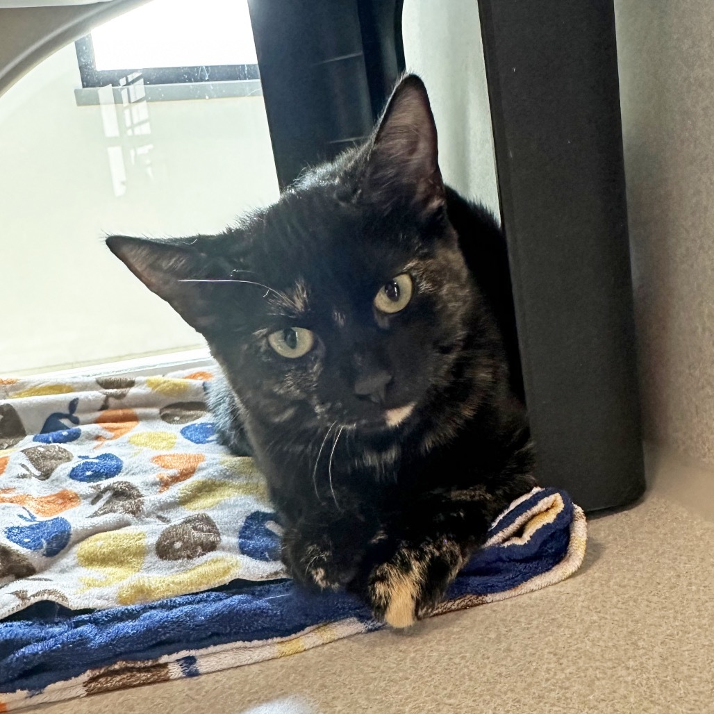 Willow, an adoptable Domestic Short Hair in Hailey, ID, 83333 | Photo Image 3
