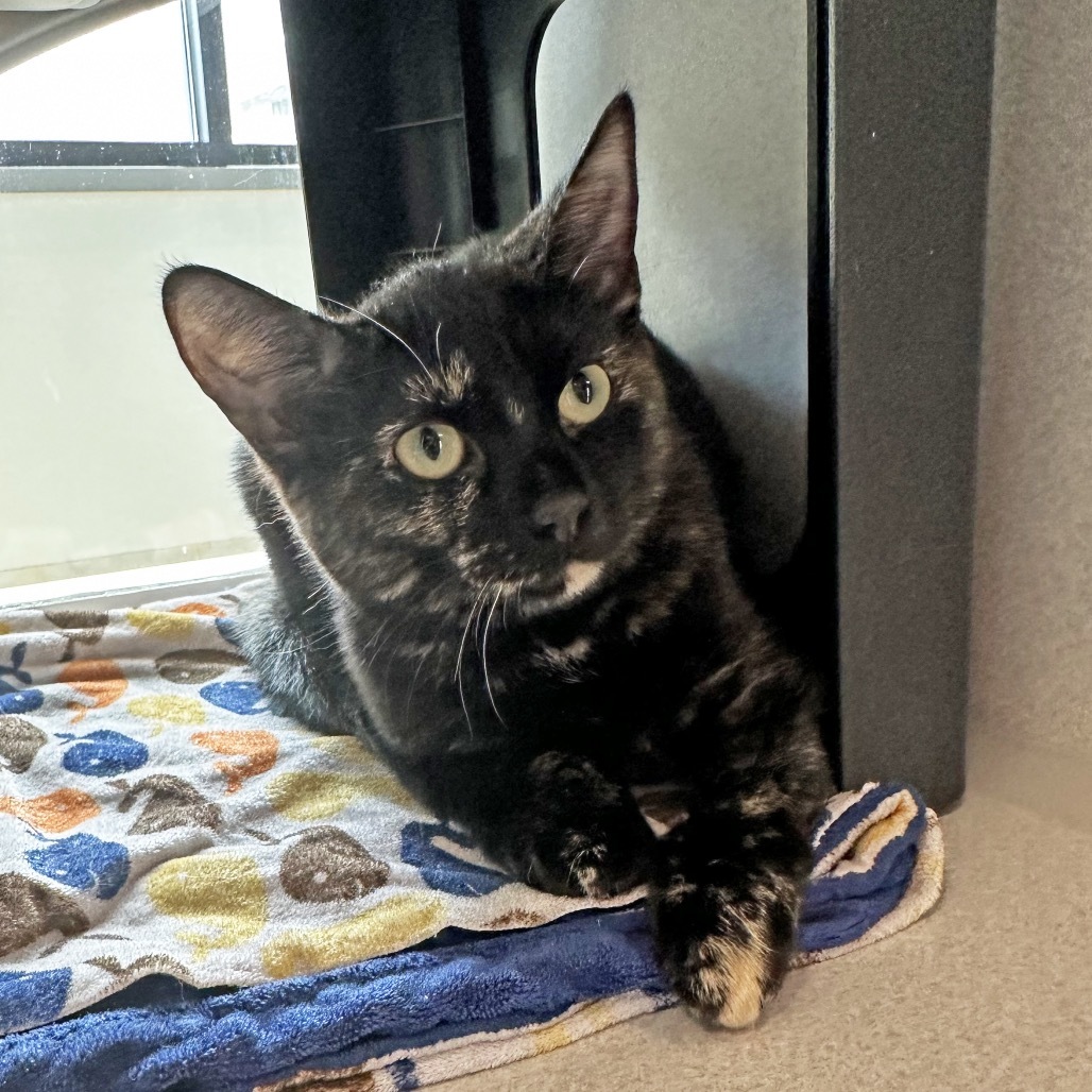 Willow, an adoptable Domestic Short Hair in Hailey, ID, 83333 | Photo Image 4