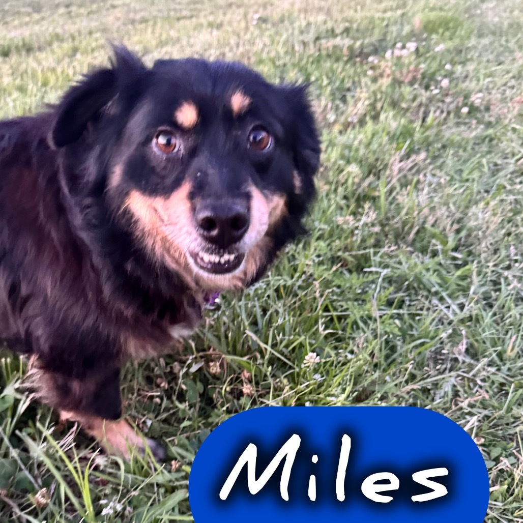 Miles