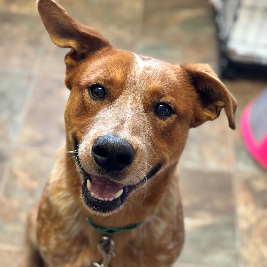 Cooper, an adoptable Cattle Dog, Mixed Breed in Lander, WY, 82520 | Photo Image 1