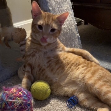 Ringo