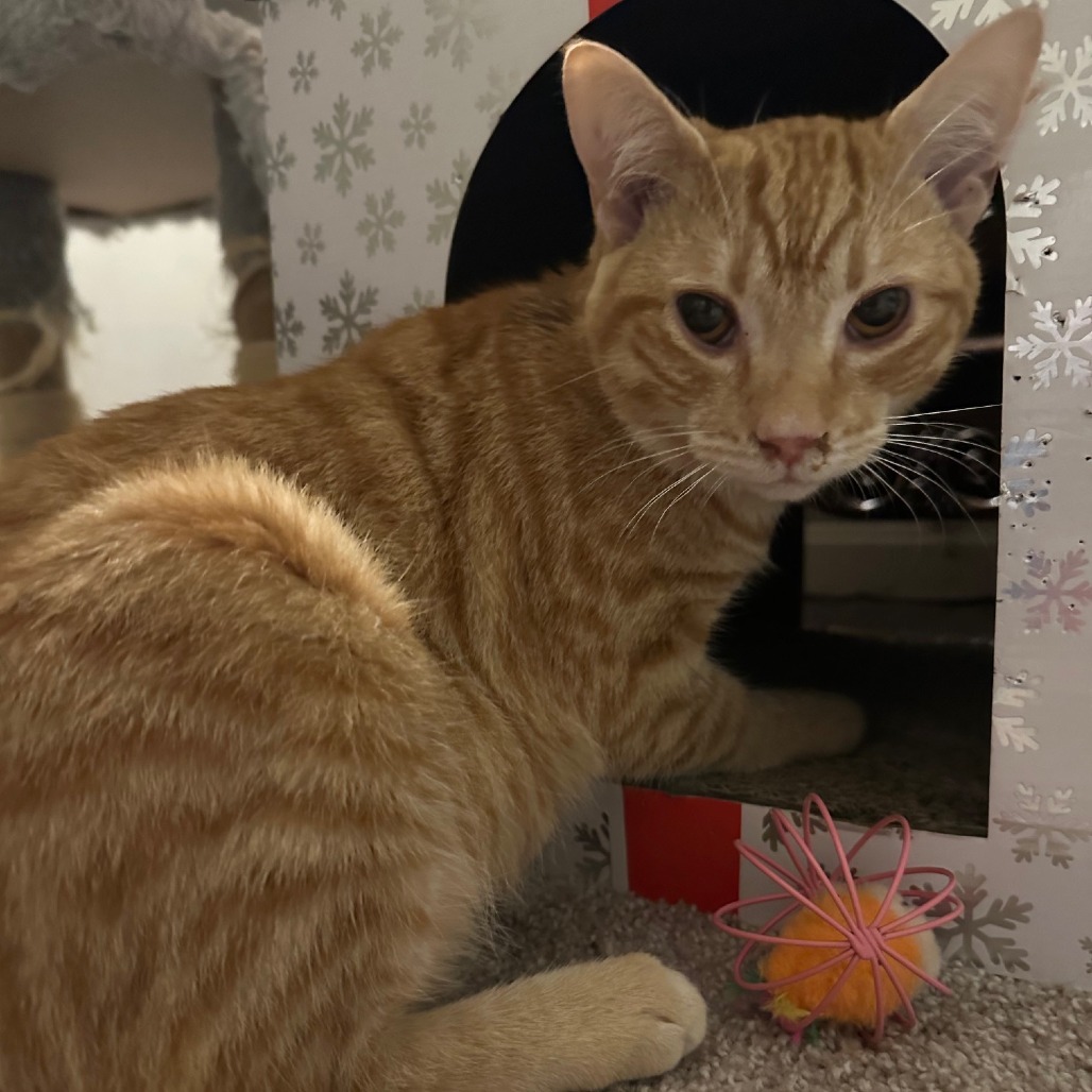 Ringo