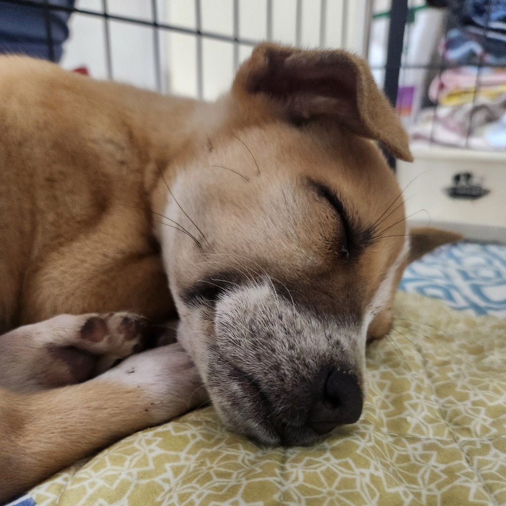Lemon Shark (a.k.a Little Lemon), an adoptable Mixed Breed in North Battleford, SK, S9A 2M7 | Photo Image 2