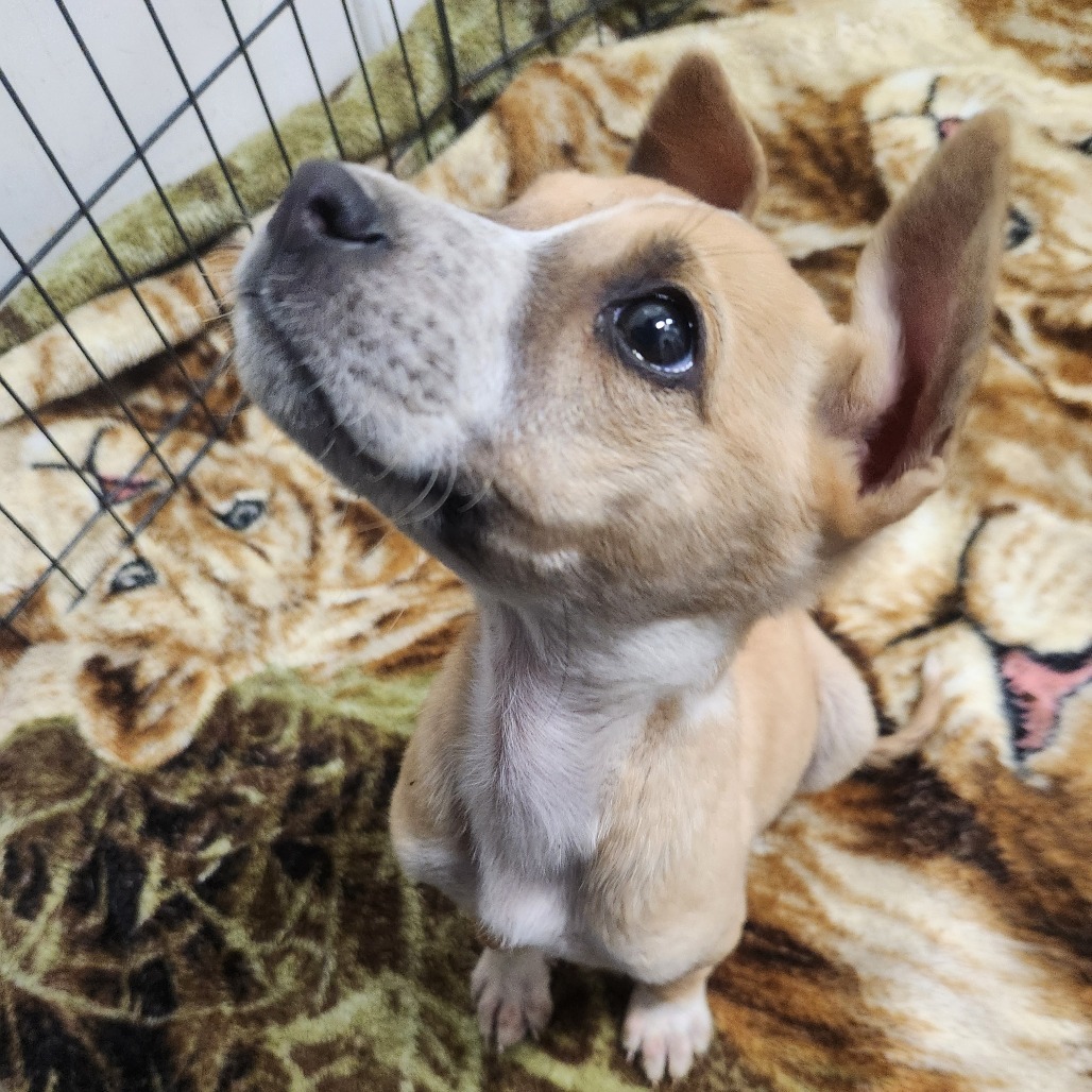 Lemon Shark (a.k.a Little Lemon), an adoptable Mixed Breed in North Battleford, SK, S9A 2M7 | Photo Image 3