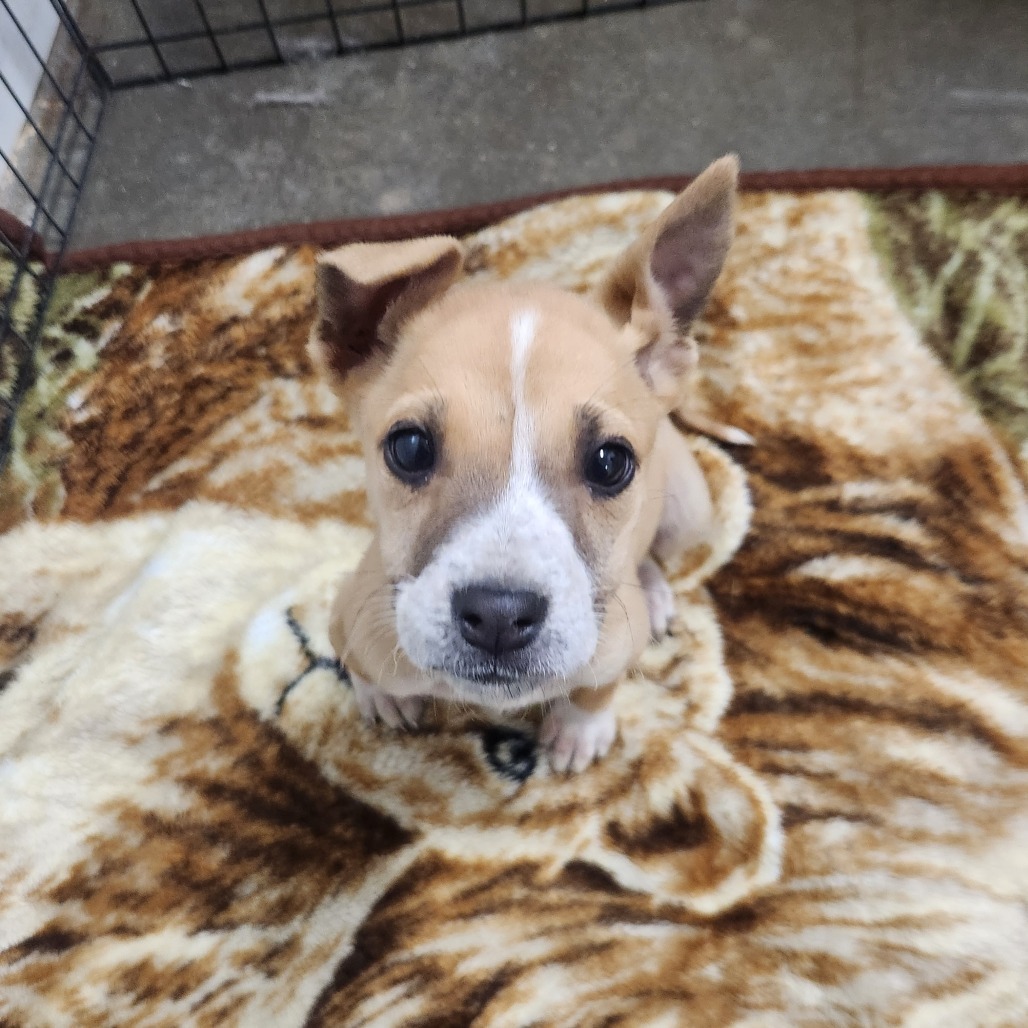 Lemon Shark (a.k.a Little Lemon), an adoptable Mixed Breed in North Battleford, SK, S9A 2M7 | Photo Image 4