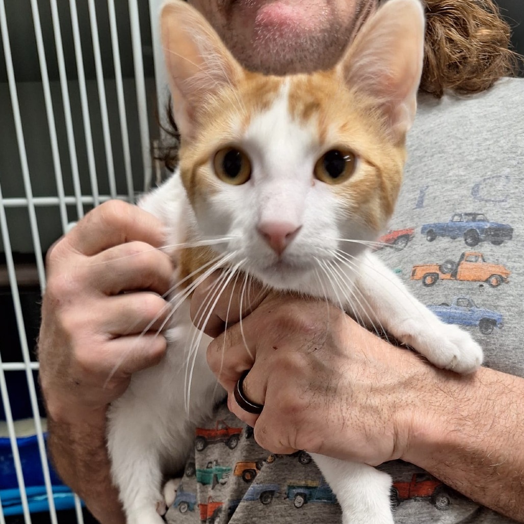 Davina, an adoptable Domestic Short Hair in Kingman, KS, 67068 | Photo Image 1