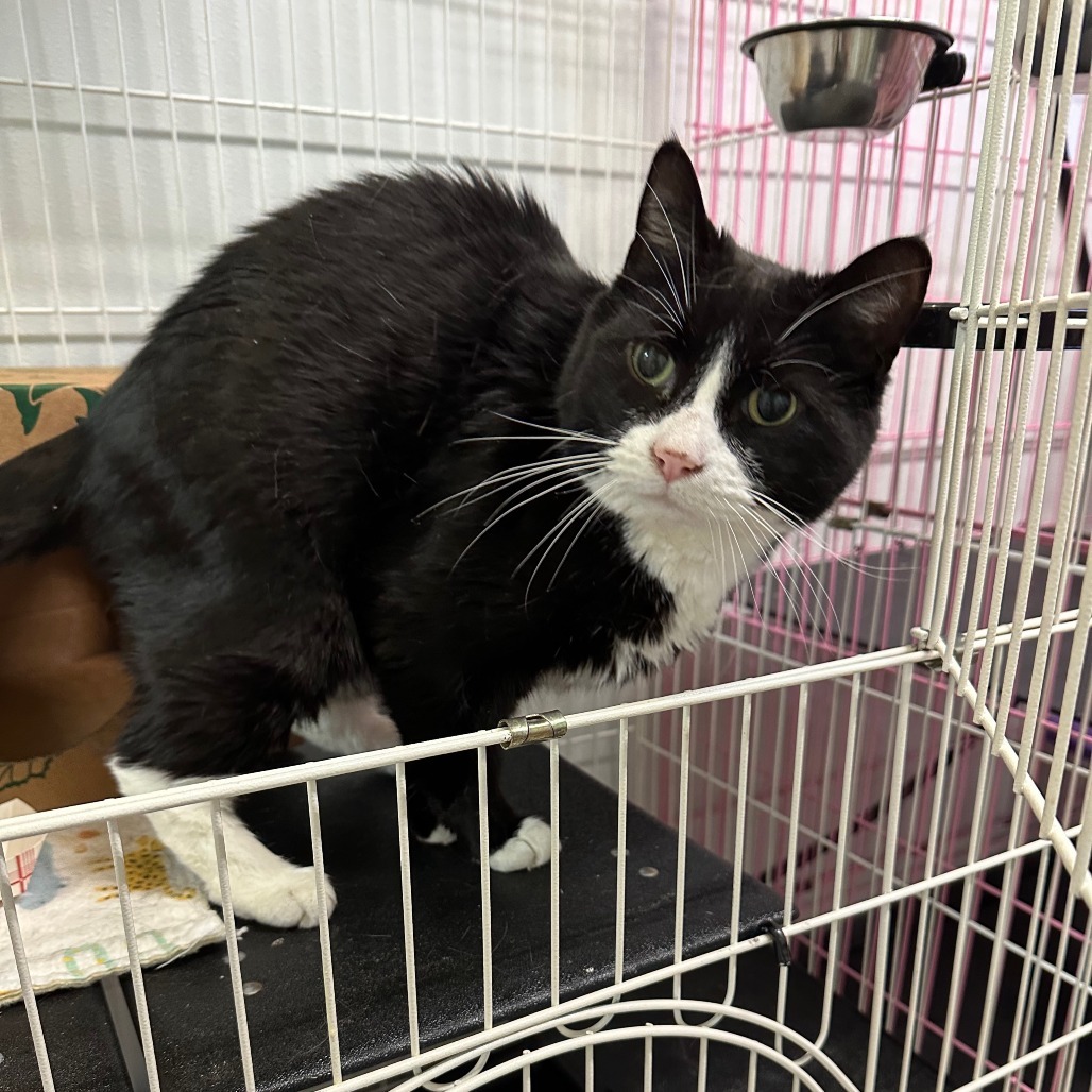 Clapton, an adoptable Domestic Short Hair in Priest River, ID, 83856 | Photo Image 1