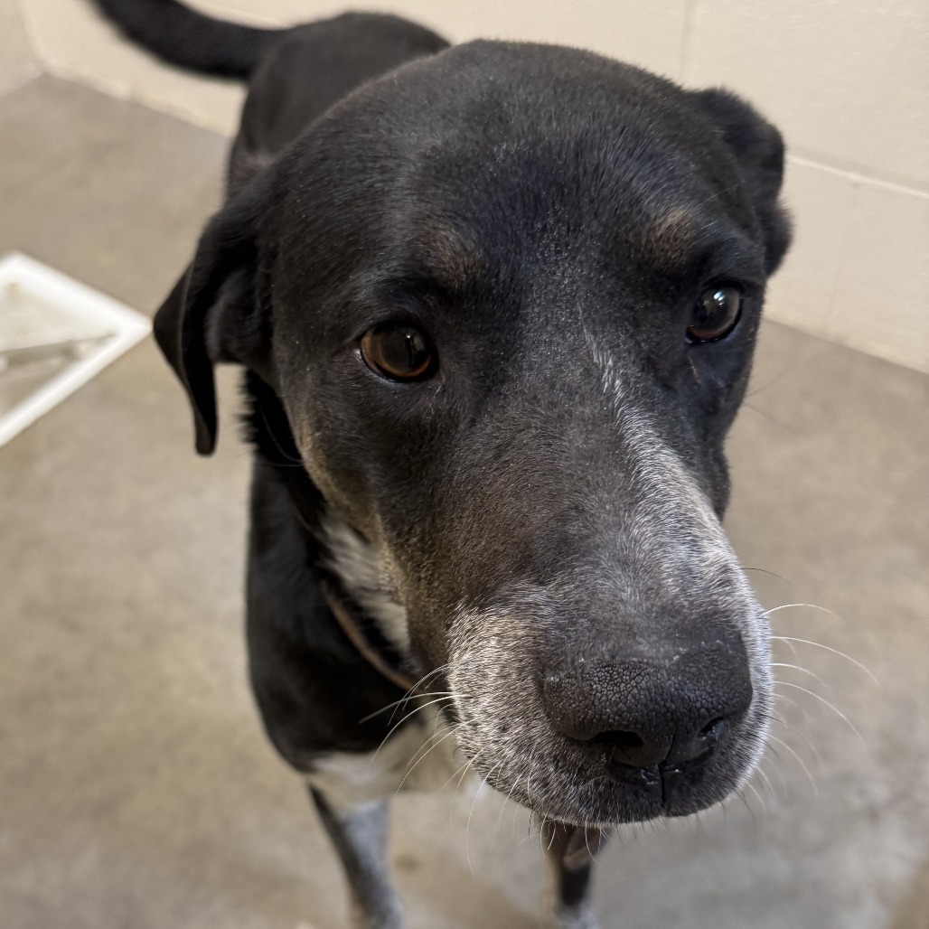 Rooster, an adoptable Cattle Dog in Cody, WY, 82414 | Photo Image 1