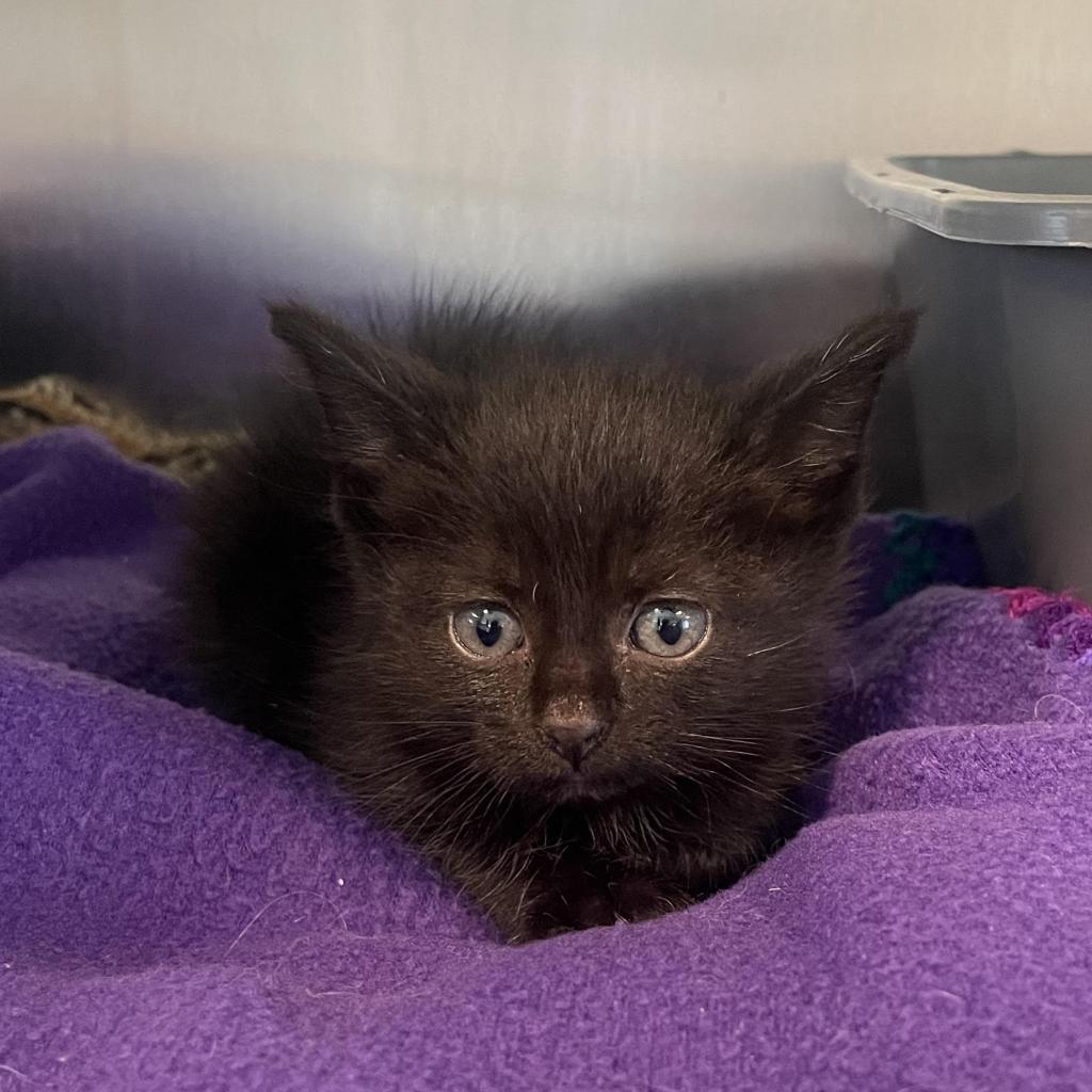 Lucky, an adoptable Domestic Short Hair in West Des Moines, IA, 50265 | Photo Image 2