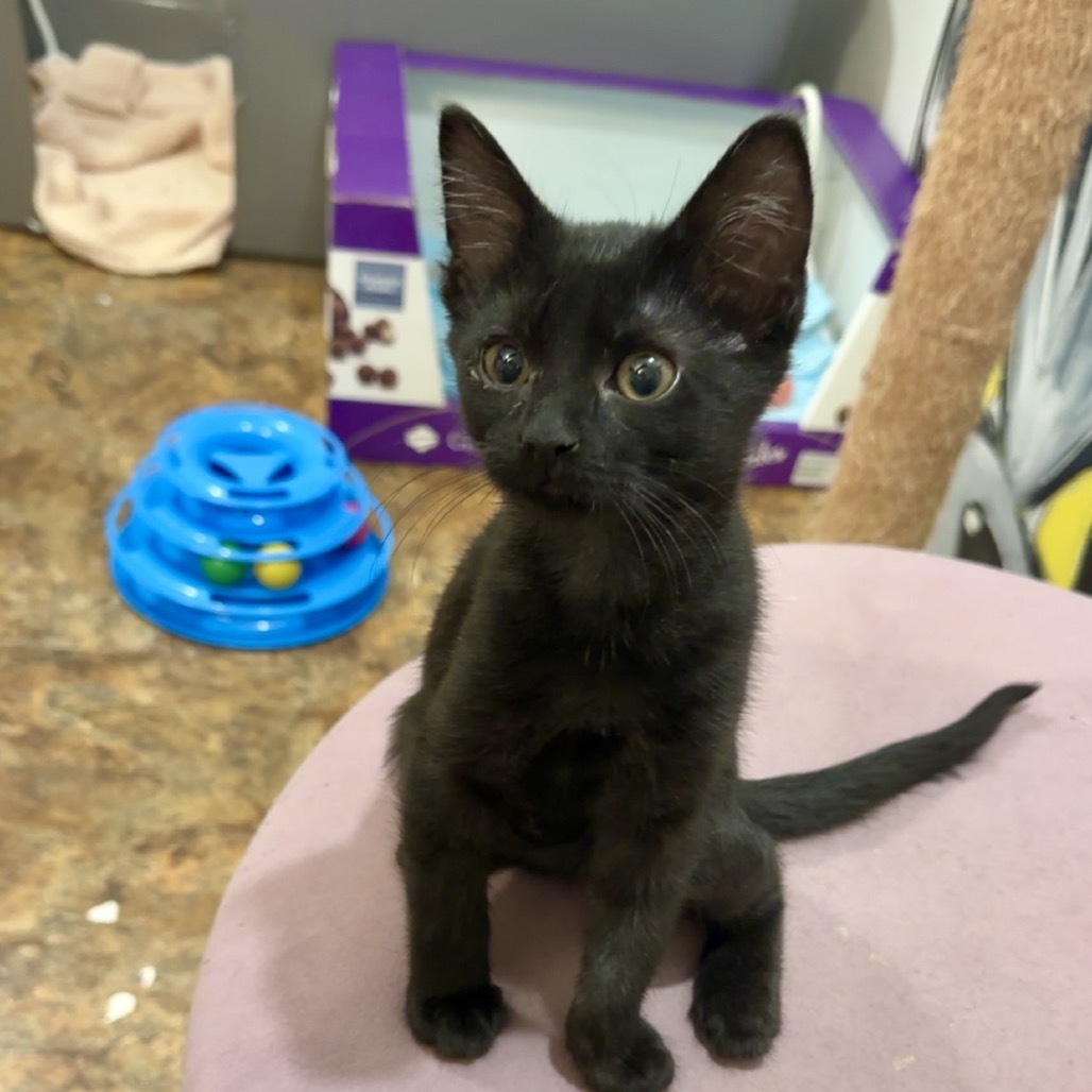 Lucky, an adoptable Domestic Short Hair in West Des Moines, IA, 50265 | Photo Image 3