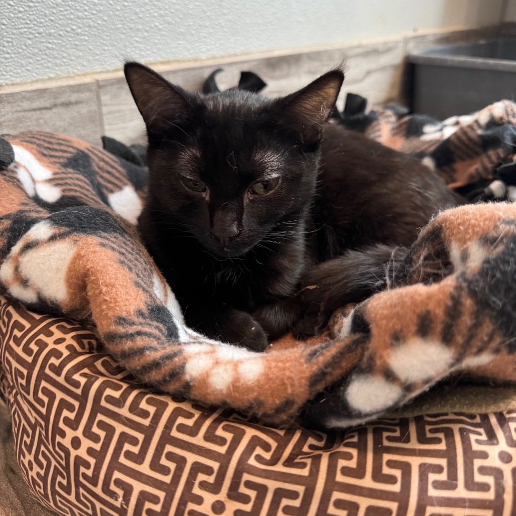 Lucky, an adoptable Domestic Short Hair in West Des Moines, IA, 50265 | Photo Image 5
