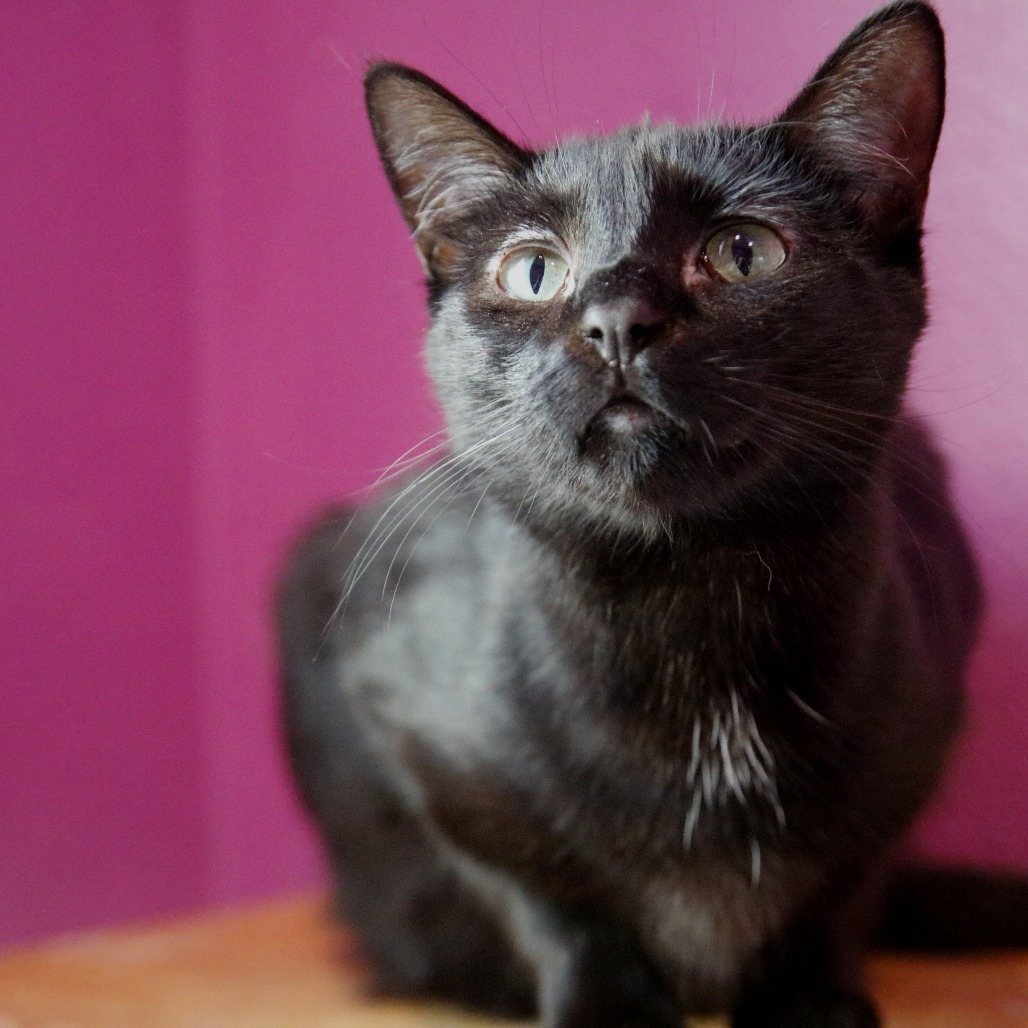 Lucky, an adoptable Domestic Short Hair in West Des Moines, IA, 50265 | Photo Image 1