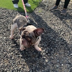 Elizabeth Ann /A1031131