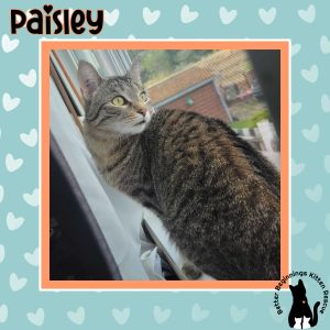 Paisley