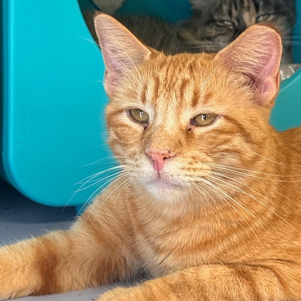 Bingo, an adoptable Domestic Short Hair in Midland, TX, 79701 | Photo Image 1