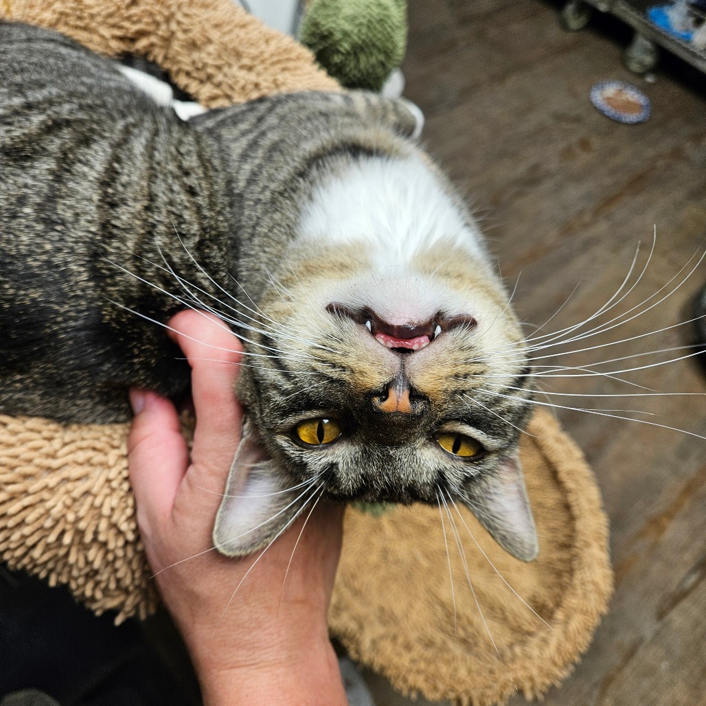 Marty, an adoptable Domestic Short Hair in Midland, TX, 79701 | Photo Image 1
