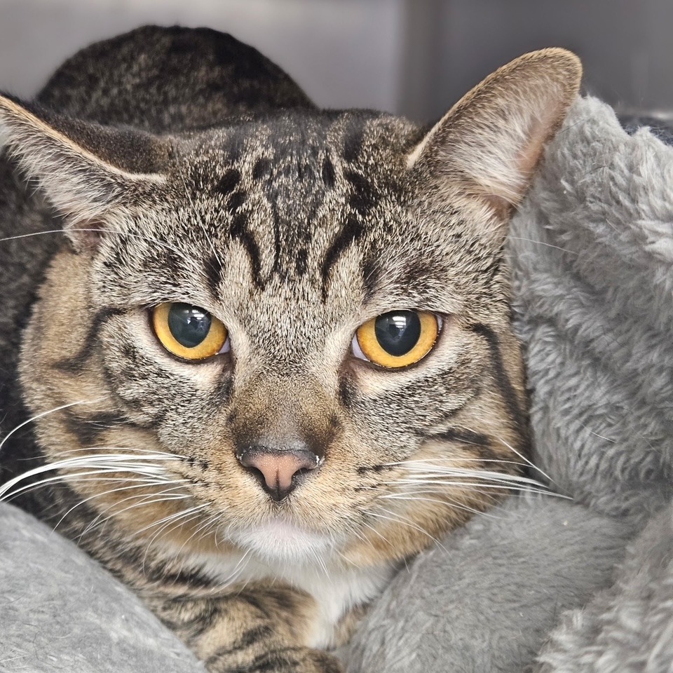 Marty, an adoptable Domestic Short Hair in Midland, TX, 79701 | Photo Image 2