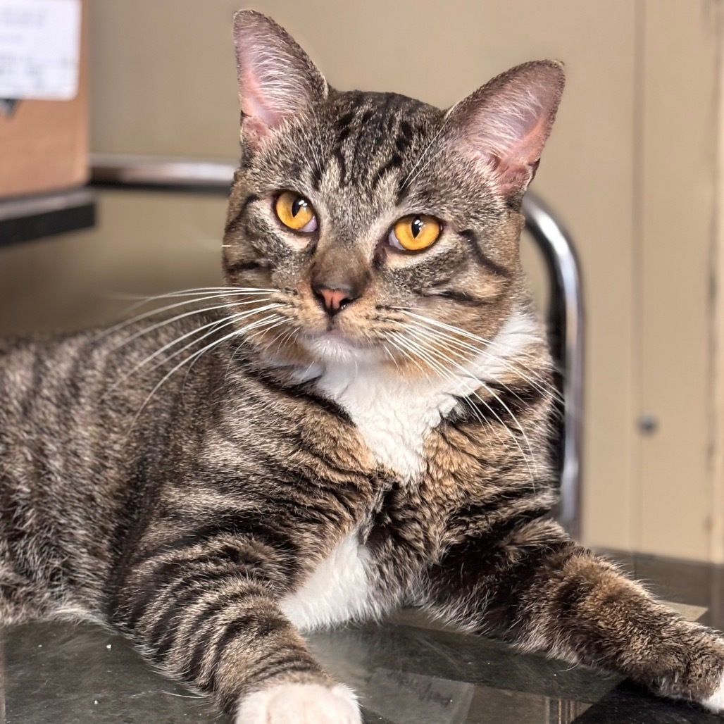 Marty, an adoptable Domestic Short Hair in Midland, TX, 79701 | Photo Image 3