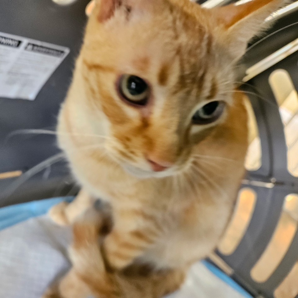 DJ, an adoptable Domestic Short Hair in Midland, TX, 79701 | Photo Image 1