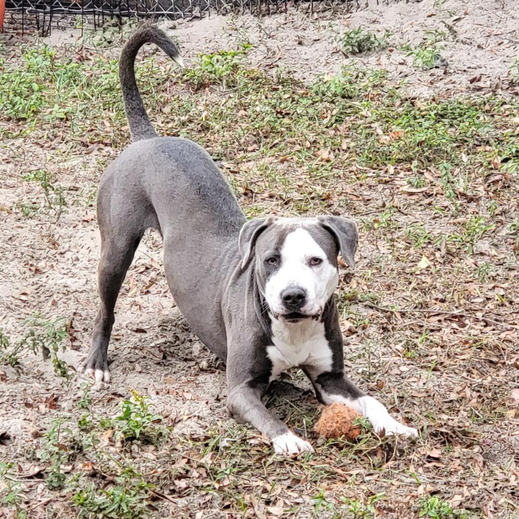 Rosco