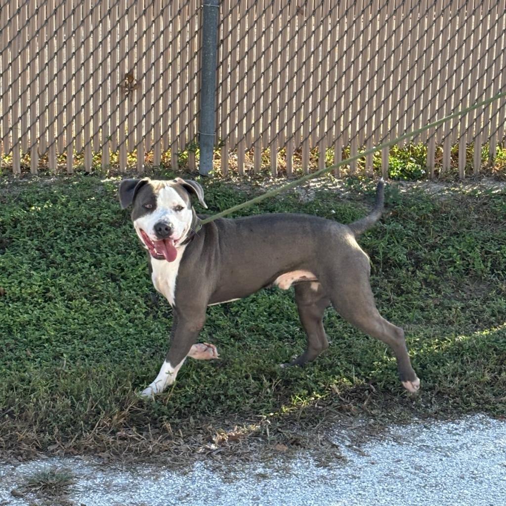 Rosco