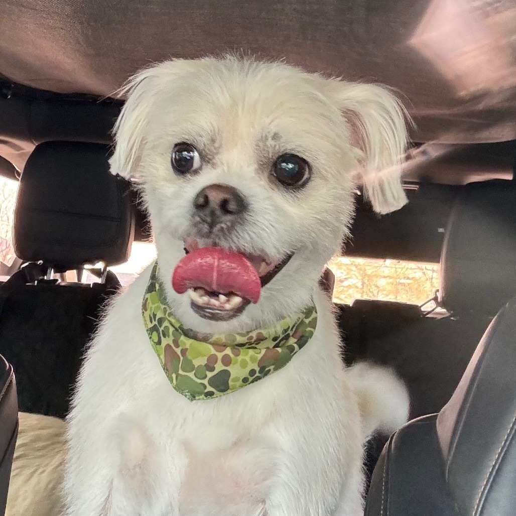 Olaf, an adoptable Maltese, Pekingese in Las Vegas, NV, 89130 | Photo Image 1