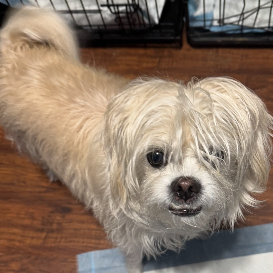 Olaf, an adoptable Maltese, Pekingese in Las Vegas, NV, 89130 | Photo Image 2