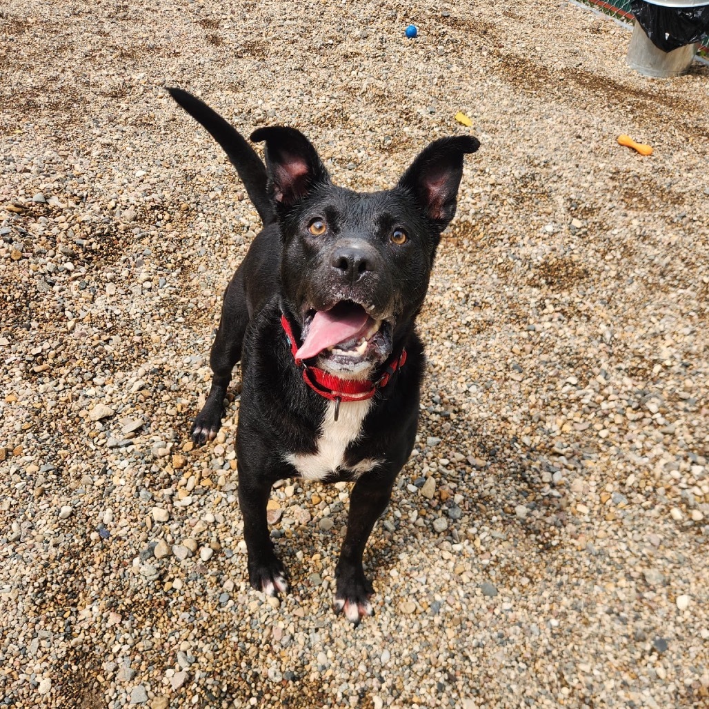 Apollo Cicada, an adoptable Mixed Breed in Mankato, MN, 56001 | Photo Image 1