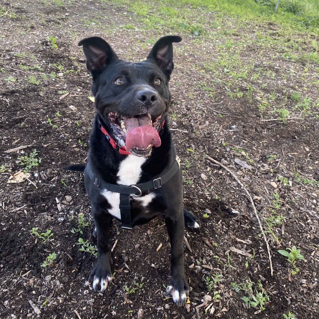 Apollo Cicada, an adoptable Mixed Breed in Mankato, MN, 56001 | Photo Image 5