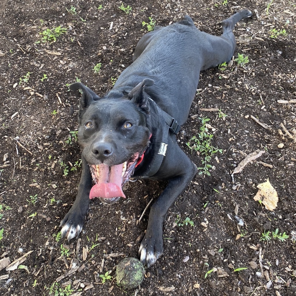 Apollo Cicada, an adoptable Mixed Breed in Mankato, MN, 56001 | Photo Image 6