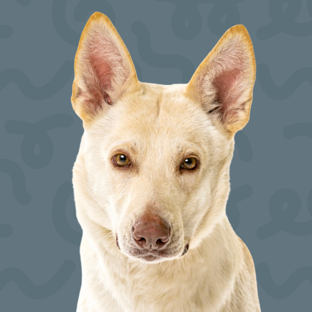 Frieza, an adoptable Shepherd in Reno, NV, 89502 | Photo Image 1