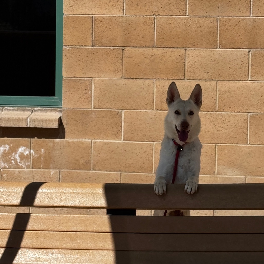 Frieza, an adoptable Shepherd in Reno, NV, 89502 | Photo Image 2