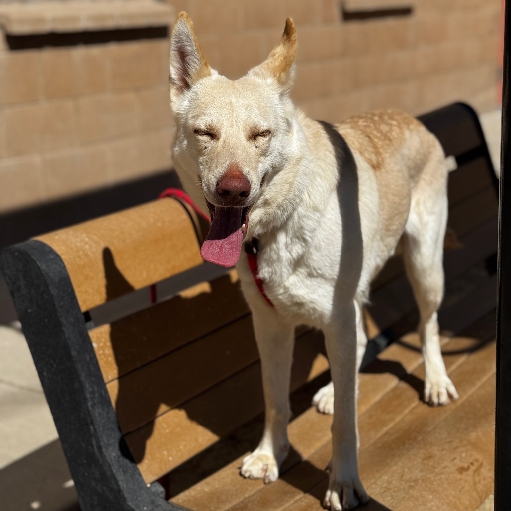 Frieza, an adoptable Shepherd in Reno, NV, 89502 | Photo Image 4