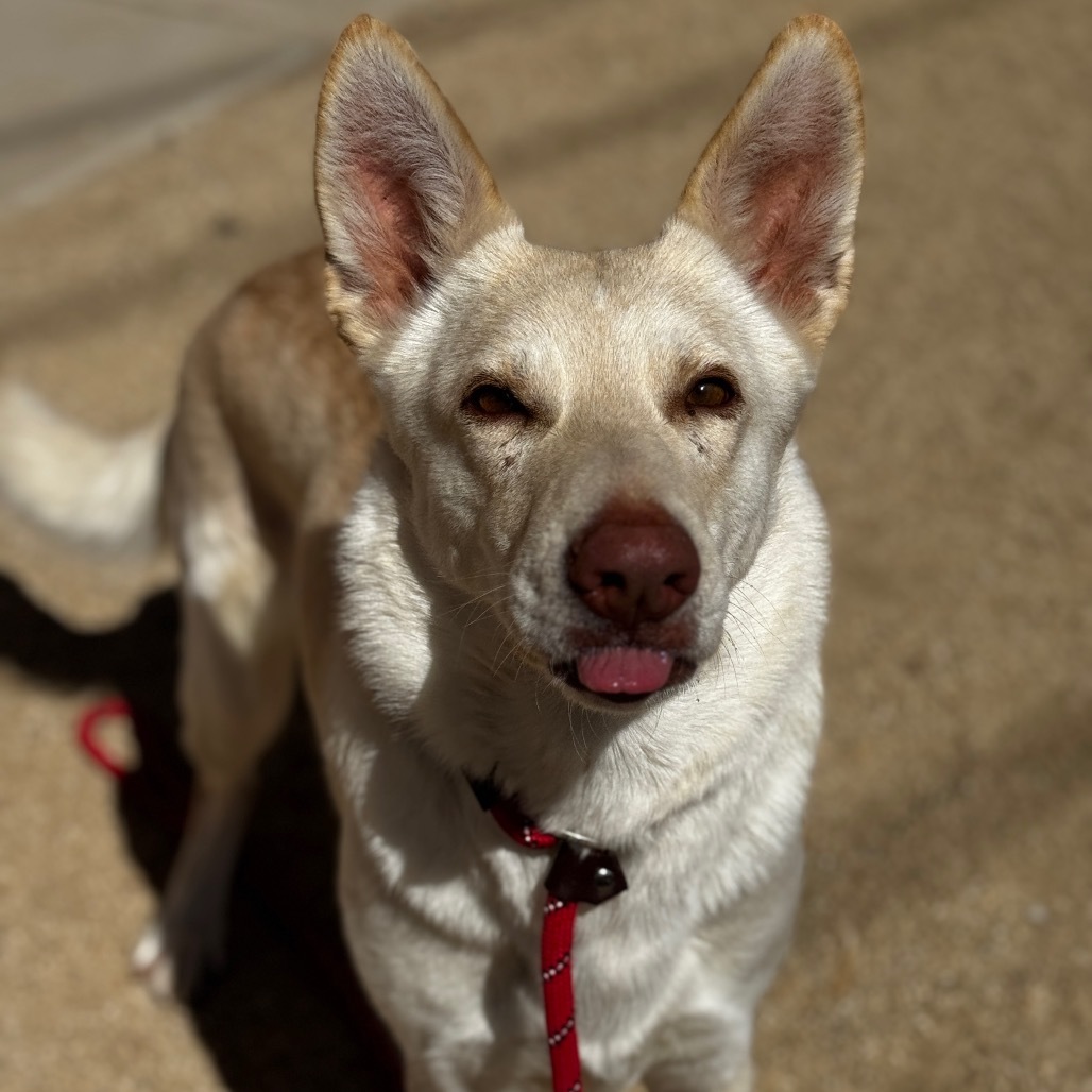 Frieza, an adoptable Shepherd in Reno, NV, 89502 | Photo Image 5