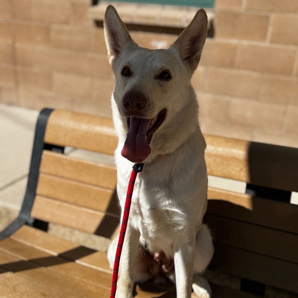 Frieza, an adoptable Shepherd in Reno, NV, 89502 | Photo Image 6