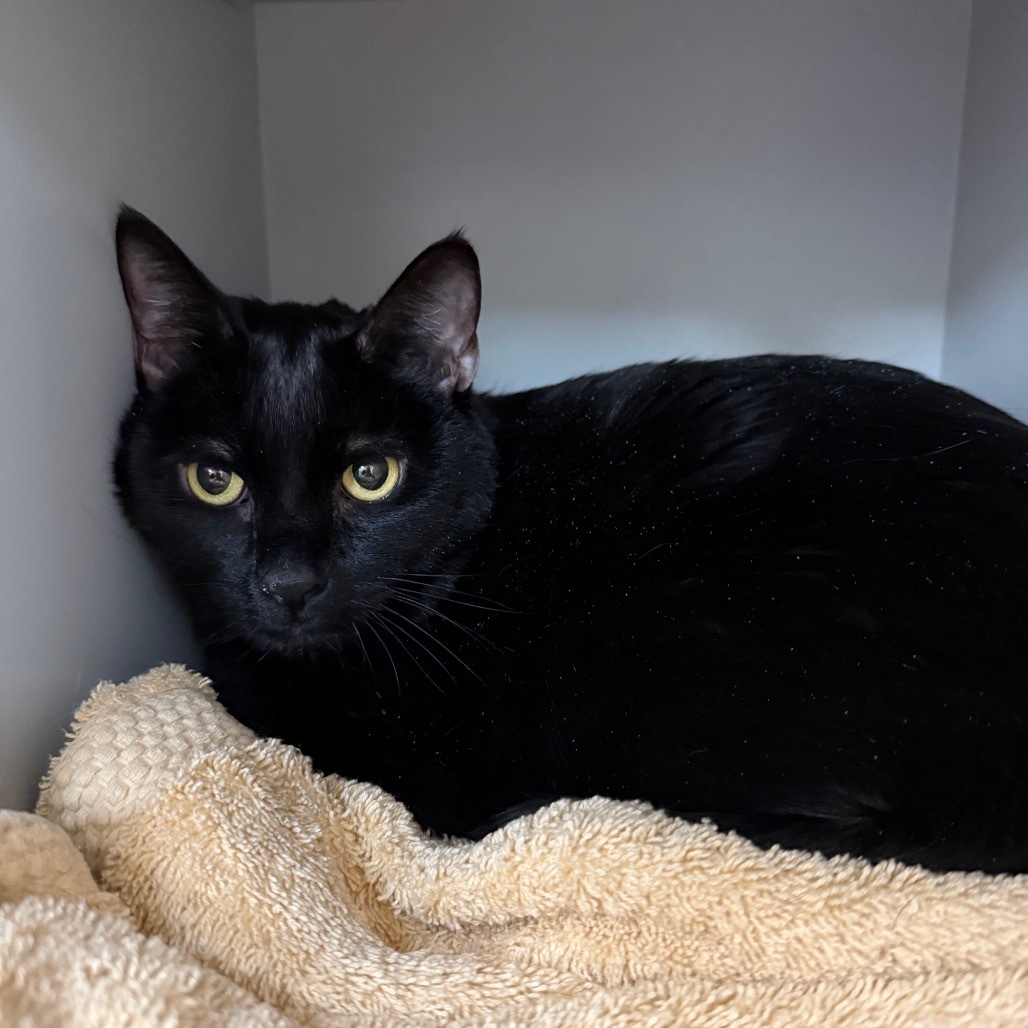 Cam, an adoptable Domestic Long Hair in Reno, NV, 89502 | Photo Image 2