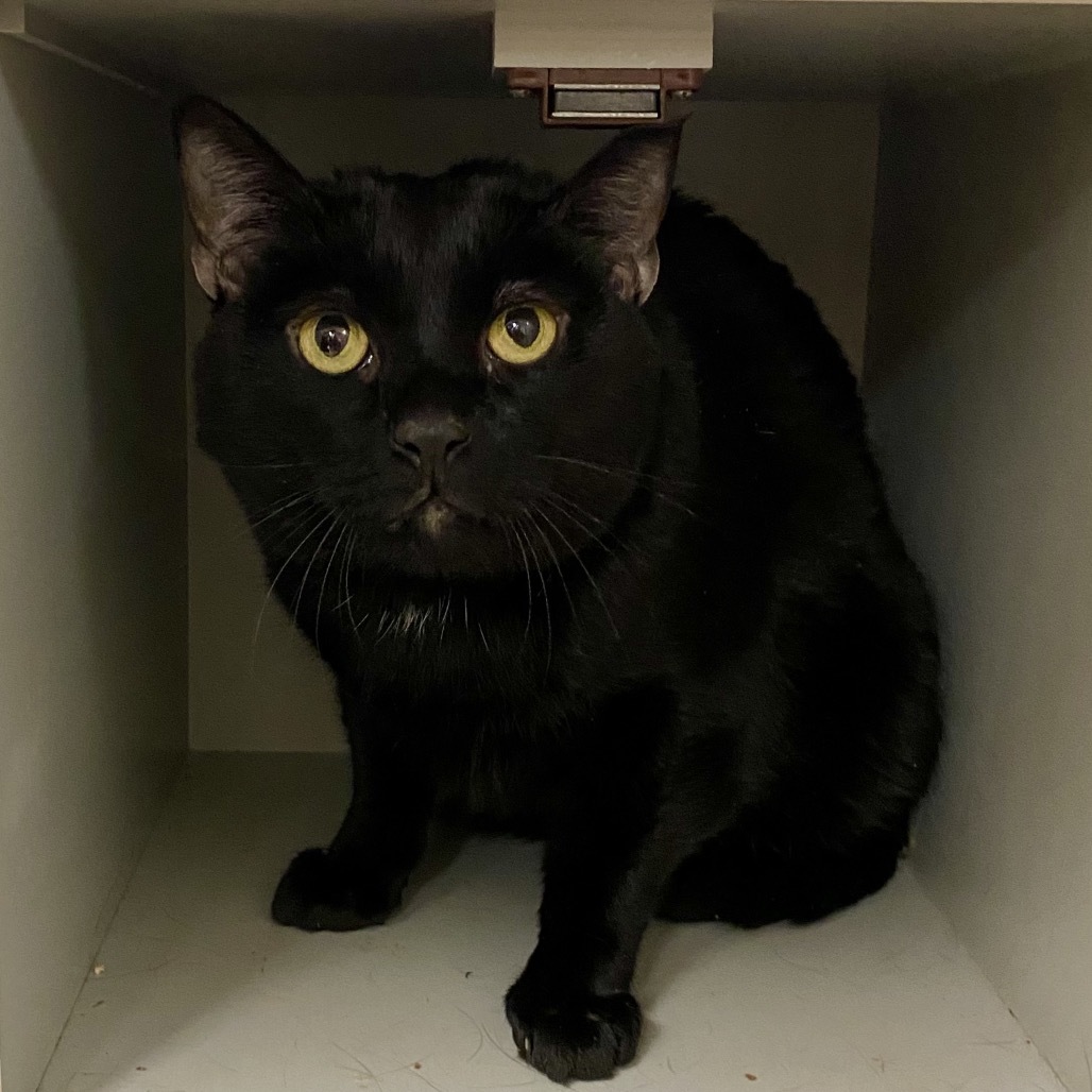 Cam, an adoptable Domestic Long Hair in Reno, NV, 89502 | Photo Image 3