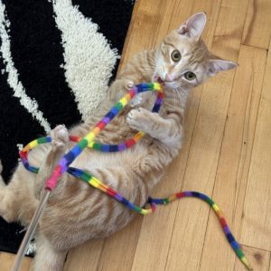 B2, Young Male American Shorthair