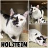 Holstein photo 1