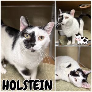Holstein, Adult Male unknown