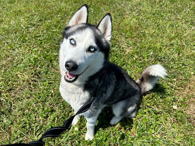 MIKE, an adoptable Siberian Husky in McKinleyville, CA, 95519 | Photo Image 1